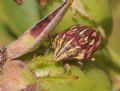 Odontotarsus purpureolineatus